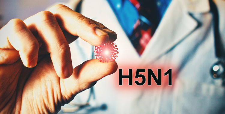 H5n1 stock image 1376x696